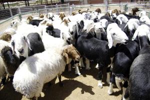 فيديو.. «الزراعة»: طرح 49446 رأس ماشية استعدادا لعيد الأضحى