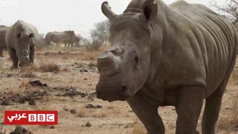 هل بيع قرون وحيد القرن بشكل قانوني سيحميه من الصيد والقتل؟