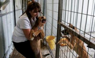 »فلسطينية تكرس حياتها لإنقاذ الكلاب الضالة
